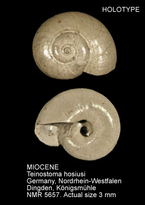 HOLOTYPE-MIOCENE Teinostoma hosiusi.jpg - HOLOTYPE-MIOCENE Teinostoma hosiusi A.W.Janssen,1967